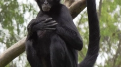 Пајакот-како мајмун